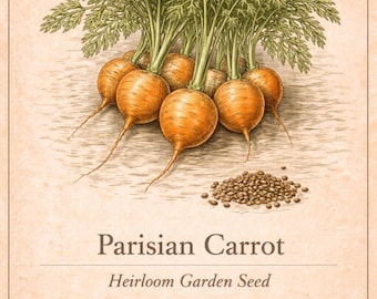 Graines de carotte parisienne