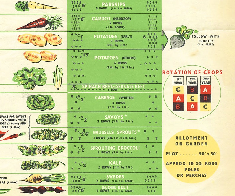 May include: A green and white chart with illustrations of vegetables and instructions for planting and rotating crops. The chart includes the names of vegetables such as parsnips, carrots, potatoes, spinach beet, cabbage, savoy, Brussels sprouts, sprouting broccoli, kale, swedes, and globe beet. The chart also includes information about the number of rows, spacing, and rotation of crops.