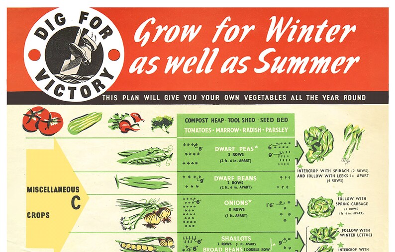 May include: A vintage illustrated guide to growing vegetables for both winter and summer. The guide features a red, white, and black circle with the text "Dig for Victory" and a list of vegetables with planting instructions. The vegetables include tomatoes, marrow, radishes, parsley, peas, beans, onions, shallots, and lettuce.
