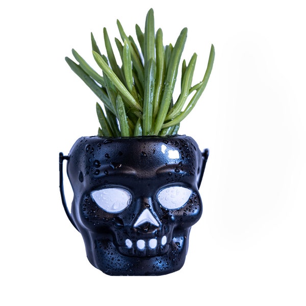 Narrow Leaf Chalk Stick Succulent ROOTED Live Plant Mohawk Skeleton Pot Desktop Kitchen Gift Black or White