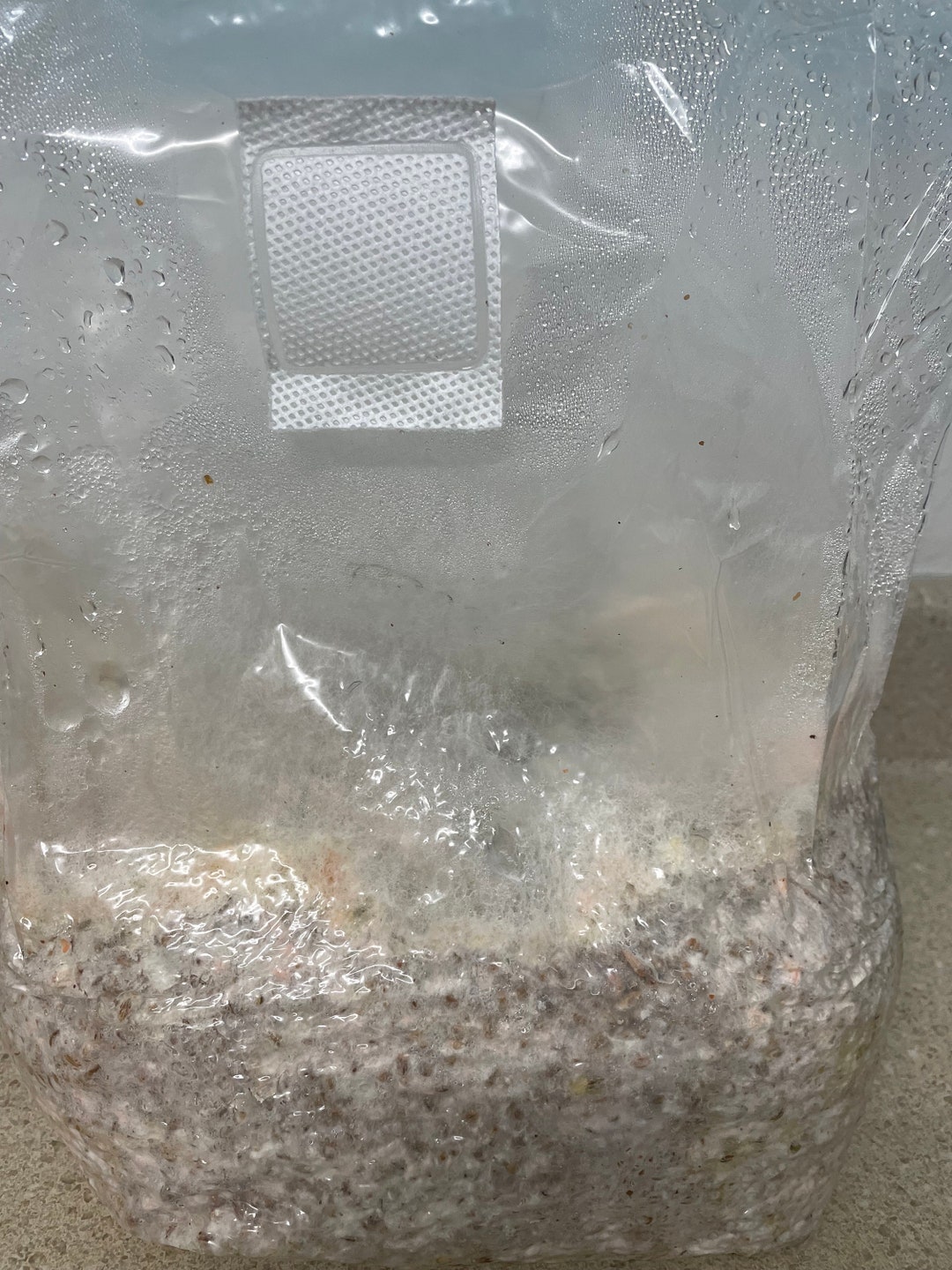 5lbs Fully Colonized Mycelium Grain Spawn Pink Oyster - Etsy