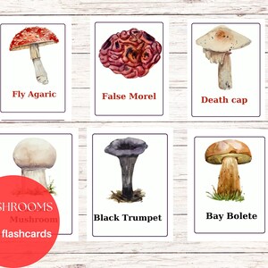 Könnte beinhalten: Set mit 10 Mini-Flashcards mit verschiedenen Pilzarten. Jede Karte zeigt eine farbenfrohe Illustration eines Pilzes und seinen Namen: Fliegenpilz, Falsche Morchel, Knollenblätterpilz, Schwarze Trompete, Steinpilz.  Pilze Mini-Flashcards.