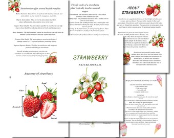 Puede incluir: Guía ilustrada sobre las fresas, con un primer plano de una fresa, un diagrama de su anatomía e información sobre sus beneficios para la salud, su ciclo de vida y sus usos. El texto incluye "STRAWBERRY NATURE JOURNAL" y "ABOUT STRAWBERRY".