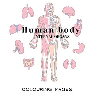 May include: A black and white illustration of the human body with internal organs labeled. The illustration is on a white background with the text "Human body INTERNAL ORGANS COLOURING PAGES".