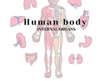 Human body internal organs and their functions colouring pages