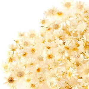 Mini fleurs séchées naturelles beiges petites étoiles séchées, fleurs pour bijoux, bougies, fabrication de cartes, ornements en résine à faire soi-même.