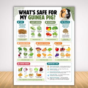 May include: An educational poster titled WHAT'S SAFE FOR MY GUINEA PIG? featuring a guinea pig illustration and categorised sections for hay, leafy greens, vitamin C, pellets, calcium-heavy foods, starchy veggies, fruits, and foods to avoid.