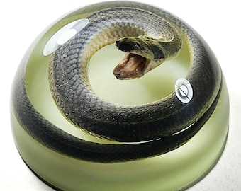 Real Snake in Resin, Glow in the Dark Dome, Oddities, Curiosities