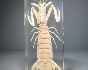 Large Mantis Shrimp in Resin, Aquatic Specimen, Oddities, Curiosities