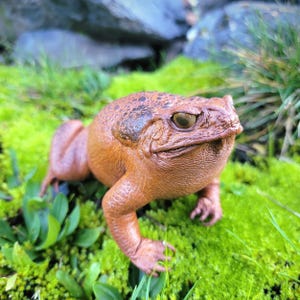 May include: A close-up of a brown toad with a textured skin, sitting on a bed of green moss.