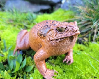 Taxidermy Toad, Real Stuffed Frog, Oddities, Curiosities