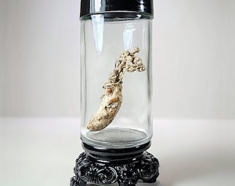 Zombie Fungus in Jar, Cordyceps Fungus, Curio Jar, Oddities Decor