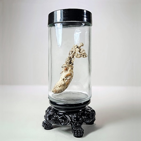 Zombie Fungus in Jar, Cordyceps Fungus, Curio Jar, Oddities Decor