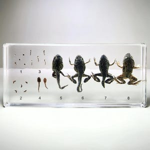 May include: A clear plastic box containing a frog life cycle display. The display shows the stages of frog development, from eggs to tadpoles to adult frogs. The box is labeled with numbers 1 through 8, indicating the different stages of development.