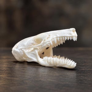 May include: An off-white animal skull featuring an elongated snout and a set of sharp, pointed teeth. The jaw is positioned in an open state, revealing the detailed structure of the upper and lower dental rows against a smooth bone surface.