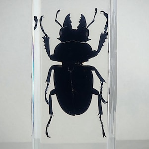 Giant Stag Beetle in Resin, Insects In Resin, Oddities, Odontolabis siva