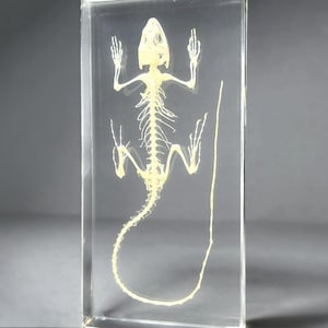 Lizard Skeleton in Resin, Real Reptile Skeleton, Oddities, Curiosities