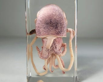 Squid in Resin, Real Squid Specimen, Ocean Oddities, Curiosities