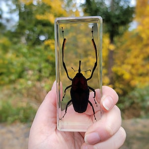 Long Armed Bamboo Weevil In Resin, Insects in Resin, Curiosities