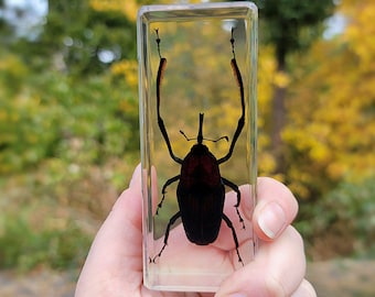 May include: A black beetle with long antennae is encased in clear resin. The beetle is displayed in a rectangular block of resin.
