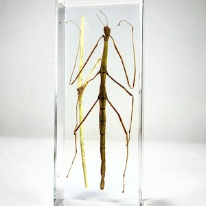 Walking Stick Insect in Resin, Oddities, Curiosities, Insects In Resin