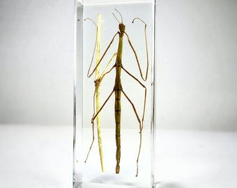 Walking Stick Insect in Resin, Oddities, Curiosities, Insects In Resin
