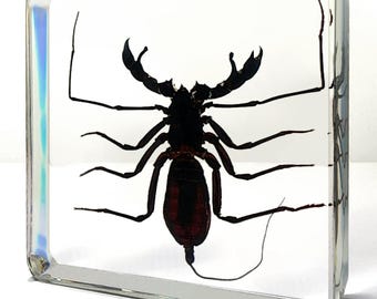 Whip Scorpion in Resin, Oddities Decor, Thelyphonida