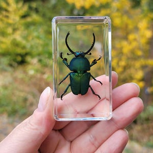 Jeweled Sawtooth Stag Beetle In Resin, Insect In Resin, Curiosities