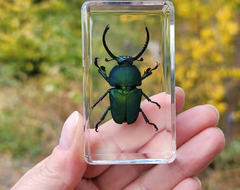 Jeweled Sawtooth Stag Beetle In Resin, Insect In Resin, Curiosities