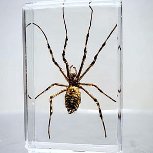 Real Spider in Resin, Small Wasp Spider, Insects In Resin, Oddities
