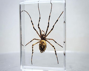 Real Spider in Resin, Small Wasp Spider, Insects In Resin, Oddities
