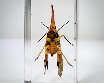 Lanternfly in Resin, Insects In Resin, Curiosities