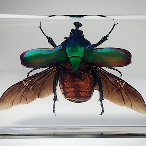 May include: A preserved beetle with iridescent green wings and brown body encased in clear acrylic.