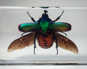Rose Chafer Beetle in Resin, Wings Open, Insects in Resin, Curiosities
