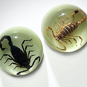 May include: Two round, clear resin paperweights. One contains a black scorpion, the other a golden scorpion. Both scorpions are encased in a light green, translucent resin. The paperweights are displayed on a white surface.