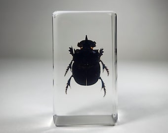 Dung Beetle in Resin, Scarab, Insects In Resin, Curiosities