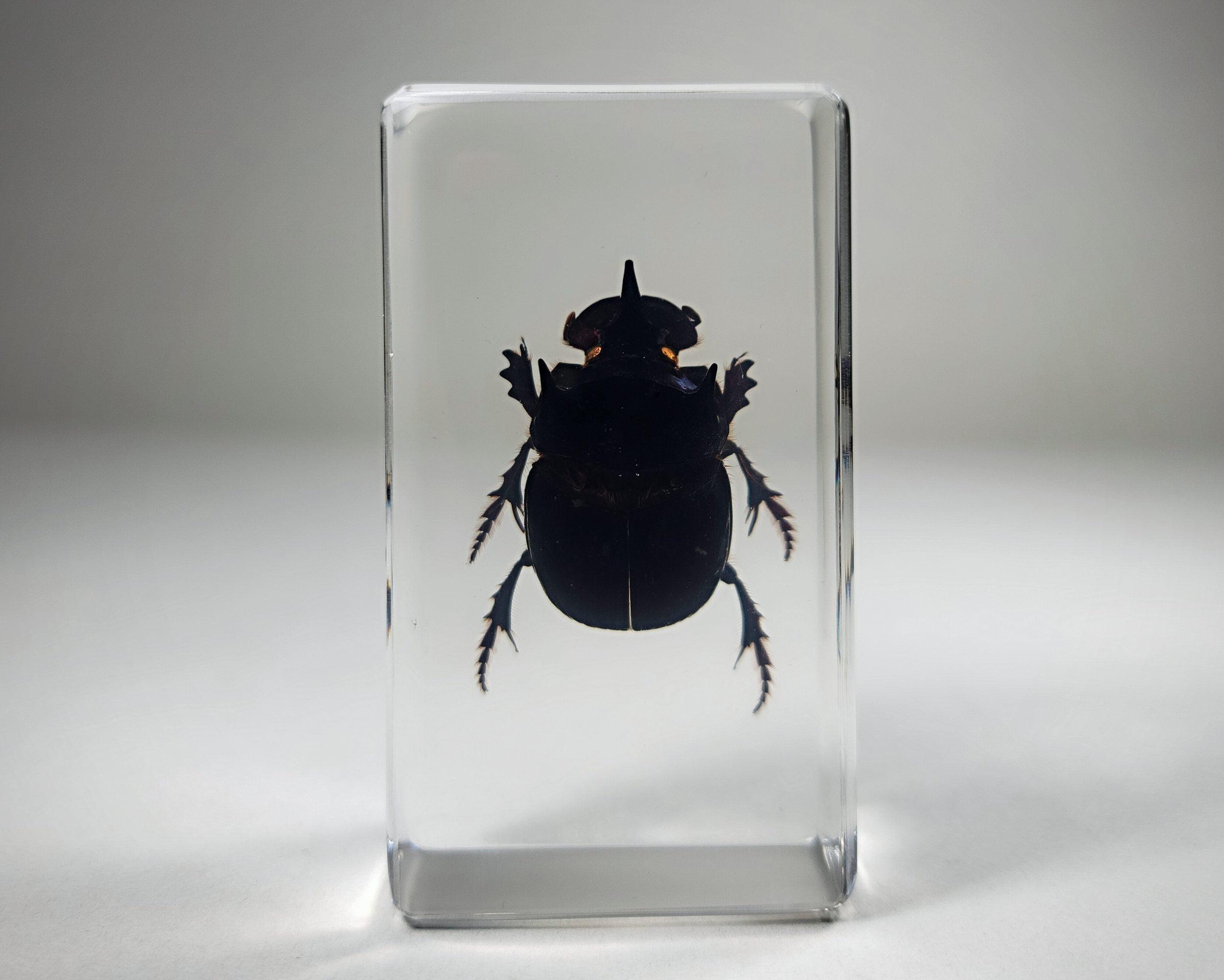 Live Dung Beetle - Etsy