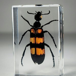 Blister Beetle in Resin, Insects In Resin, Curiosities