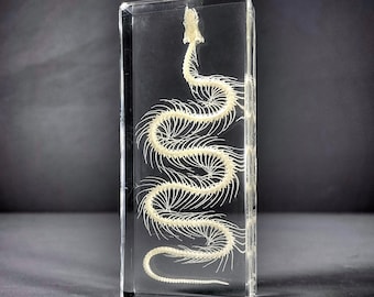 Small Snake Skeleton In Resin, Real Animal Skeletons, Enhydris chinensis