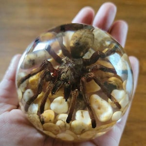 K&ouml;nnte beinhalten: Eine braune Vogelspinnen-Spinne, die in klarem Harz mit kleinen wei&szlig;en und gelben Steinen eingeschlossen ist. Die Harz-Kugel wird in der Hand einer Person gehalten.