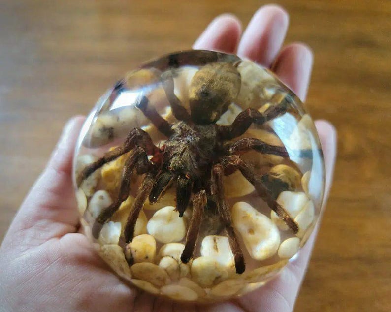 K&ouml;nnte beinhalten: Eine braune Vogelspinnen-Spinne, die in klarem Harz mit kleinen wei&szlig;en und gelben Steinen eingeschlossen ist. Die Harz-Kugel wird in der Hand einer Person gehalten.