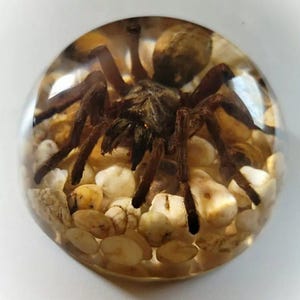 Large Spider in Dome with rocks, Real Spider in Resin, Oddities