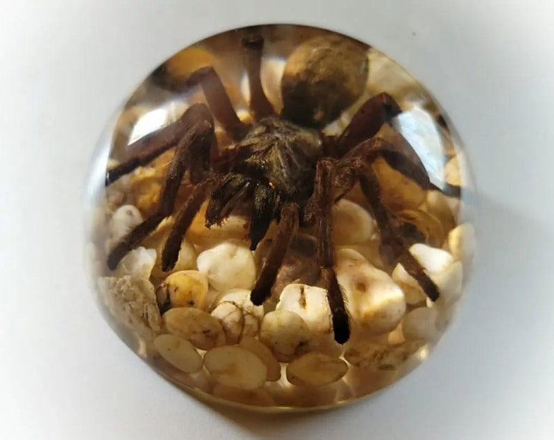K&ouml;nnte beinhalten: Eine braune Vogelspinnen-Spinne, die in klarem Harz mit kleinen wei&szlig;en und braunen Steinen eingeschlossen ist.