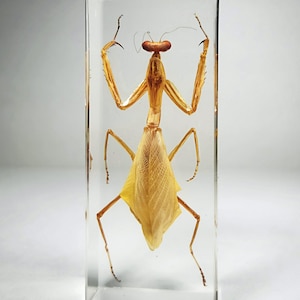 Wide Body Praying Mantis in Resin, Insects In Resin, Curiosities