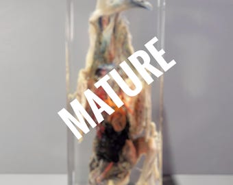 Large Dissected Bird In Resin, Pigeon Specimen, Oddities, Curiosities