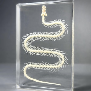 Large Snake Skeleton in Resin, Oddities, Curiosities, Hypsiscopus plumbea