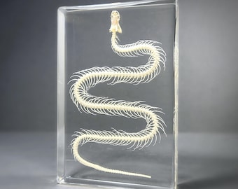 Large Snake Skeleton in Resin, Oddities, Curiosities, Hypsiscopus plumbea