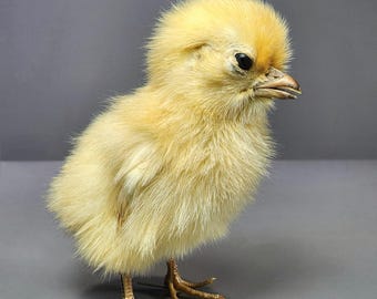 Taxidermy Chick, Oddities, Curiosities, Real Taxidermy Baby Chicken