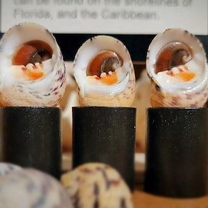 May include: Three seashells with a white and brown mottled pattern, each with a small opening revealing a pink and orange interior. The shells are displayed on black cylindrical stands.