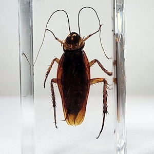 Real Cockroach in Resin, Roach, Oddities, Insects in Resin